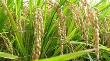 أسعار الأرز في المنيا تستقر اليوم مع بدء طرح المحصول الجديد وخفض الضغوط على الأسواق